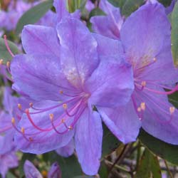 Rhododendron purple, Augustinii